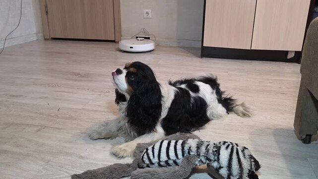 Tricolor Cavalier King Charles Spaniel holds the down position on the floor next to a plush toy, wags its tail, waits looking up at the owner and finally takes a treat from the hand, robot vacuum clea