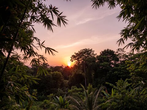 Tropical sunset over lush jungle forest framed by bamboo leaves at golden hour
