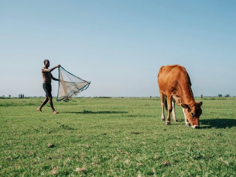 Fisherman casting a net in a green meadow with a grazing cow in rural landscape