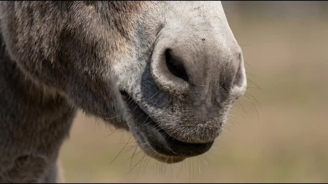Extreme close-up of a donkey muzzle showing teeth and nostrils in natural sunlight