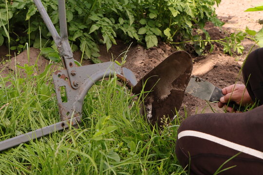 Farmer cleans the share of a hand plow with a spatula against the background of a green potato bush