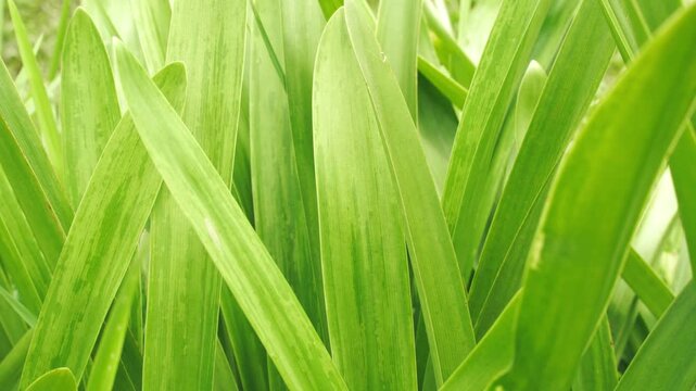 Close up of fresh green long leaves, vibrant natural foliage texture background
