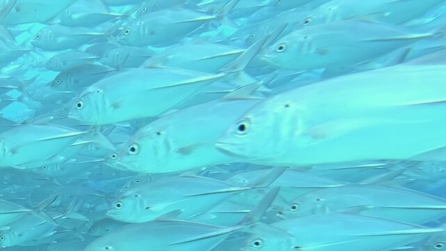 Witness an amazing gathering of tuna fish as they gracefully navigate the deep blue sea. This vast formation of marine life creates a breathtaking moving spectacle in the ocean during the day.