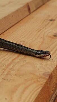 Black viper snake crawls on a tree