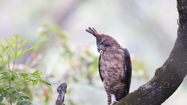 Javan hawk-eagle (Nisaetus bartelsi) is a medium-sized, dark brown raptor in the family Accipitridae.