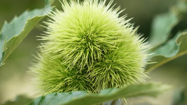 Close-up view of a young sweet chestnut (Castanea sativa ) fruit covered with fine green spines surrounded by foliage