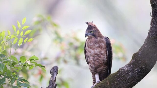 Javan hawk-eagle (Nisaetus bartelsi) is a medium-sized, dark brown raptor in the family Accipitridae.
