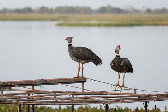 Southern Screamer - Chauna torquata, portrait of large ground bird from South America savannas and grasslands, Brazil.