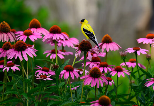 Gold Finch on pink flowers