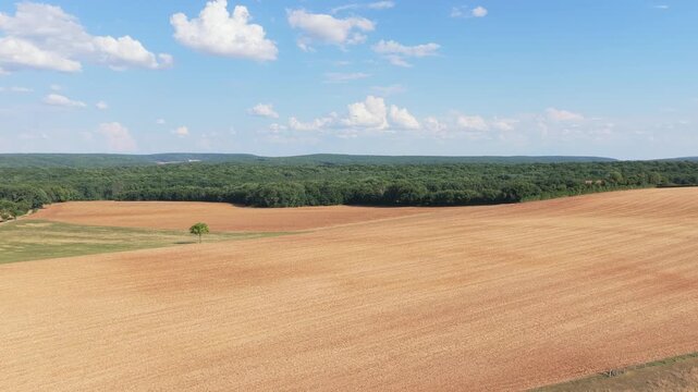 Expansive golden wheat fields bordered by lush green forest under a bright blue sky with scattered clouds, aerial view.