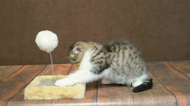 Cute Exotic Shorthair kitten plays with a white pompom toy on a spring attached to a plush scratching pad. Funny tabby purebred kitten playing on a wooden floor against a brown background.