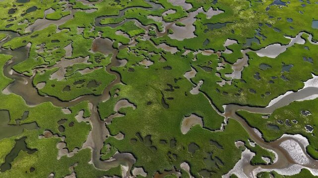 A myriad of channels meander through an extensive salt marsh on the coast of Cape Cod, MA. Marshes provide critical habitat for many birds, fish, and invertebrates to feed, mate, and nest.