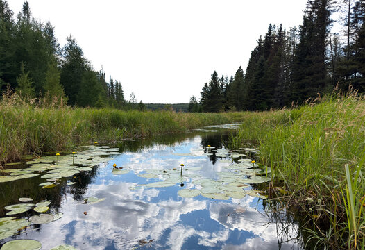View along a calm stream in northern park forest with a transparent sky
