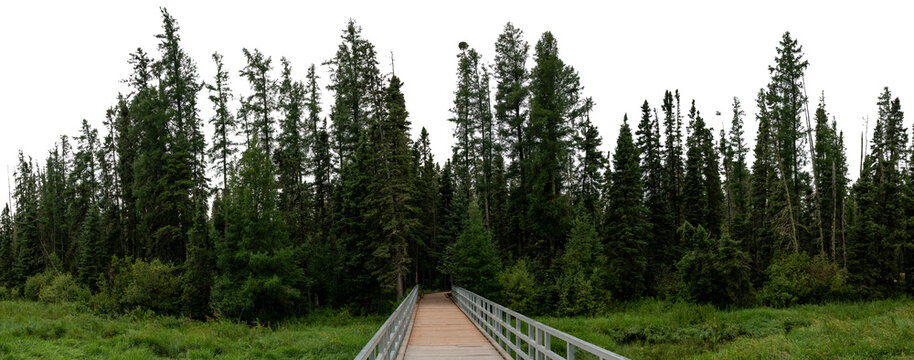 Panorama of lush green park scene and walking bridge with spruce tree horizon and a transparent sky
