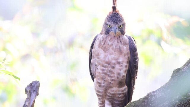 Javan hawk-eagle (Nisaetus bartelsi) is a medium-sized, dark brown raptor in the family Accipitridae.