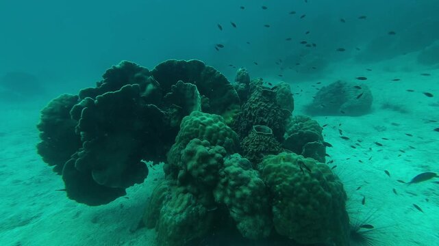Horizontal underwater footage pivoting around a large plate coral surrounded by boulder corals and reef fish during a scuba dive near Koh Kra Lek, Koh Kood, Thailand