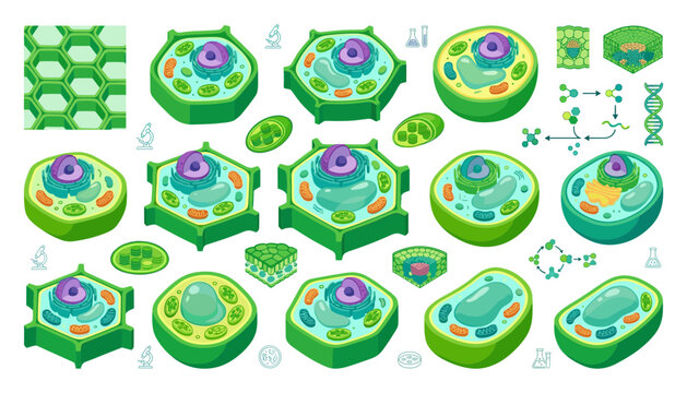 Vector pattern background of plant cell cross sections showing nucleus, chloroplasts, vacuole, and cell wall anatomy for biology education layouts.