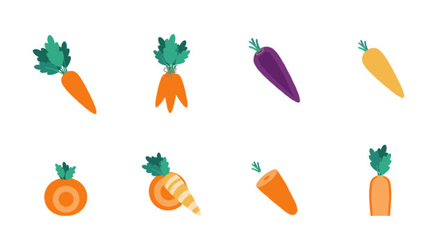 Vector set of fresh orange and purple carrots with green tops including whole roots and cut slices for healthy cooking and grocery designs.