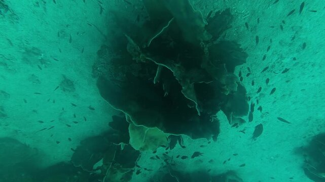 Horizontal underwater footage tilted down while pivoting around a large plate coral, revealing tropical reef fish and coral formations during a scuba dive near Koh Kood, Thailand