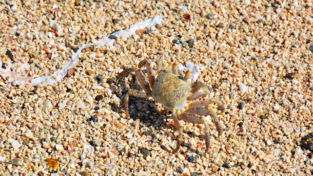 Close up view of a ghost crab camouflaged on coarse coral sand beach