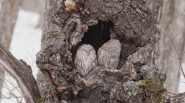 北海道　冬のエゾフクロウ