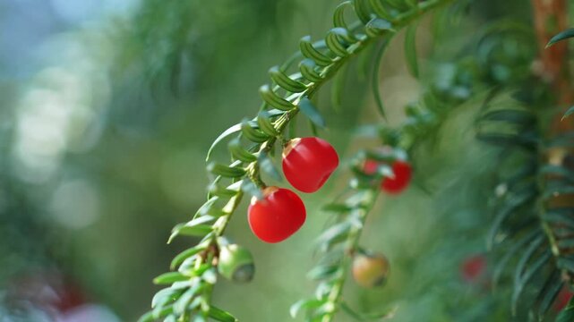 Close-up of an English yew tree (Taxus baccata) branch featuring bright red seed cones among evergreen needle-like foliage