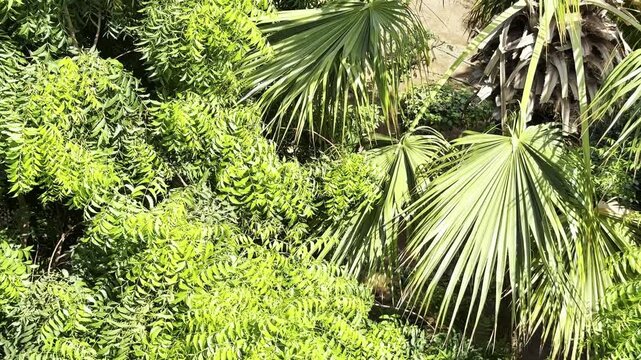 رTop view of neem tree branches and fan palm leaves blowing gently in wind under bright sunlight