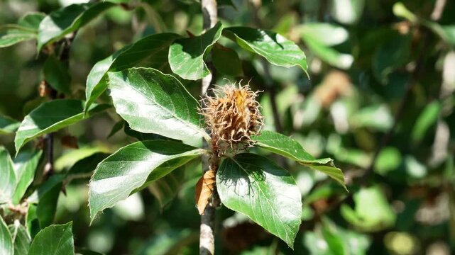 Close-up of a developing fruit cupule on a European beech (Fagus sylvatica) branch surrounded by green foliage in summer sunlight