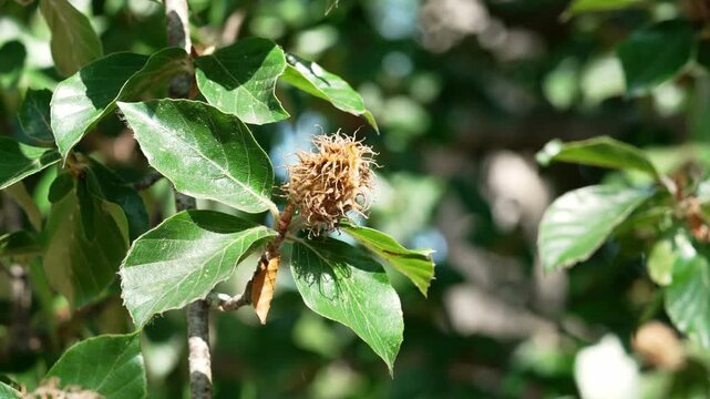 European beech tree branch with spiky cupule and leaves (Fagus sylvatica)