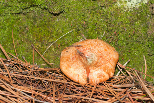 lactarius deliciosus chanterelles mushroom among the pines