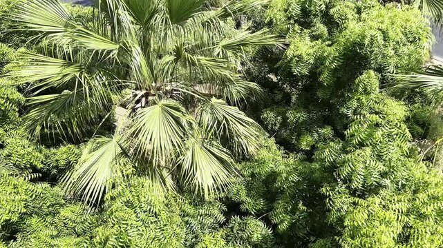 رTop view of neem tree branches and fan palm leaves blowing gently in wind under bright sunlight