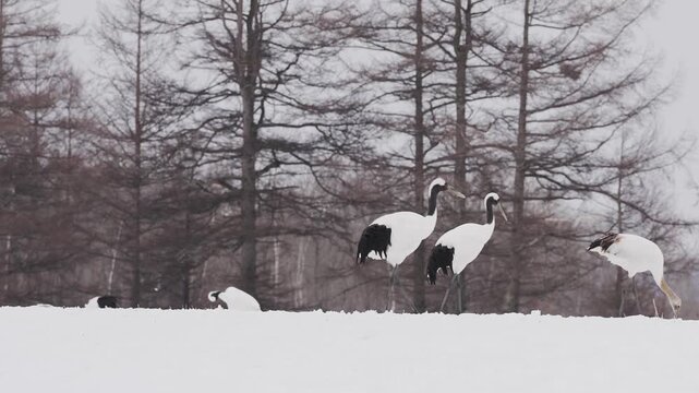 北海道 冬のタンチョウたち