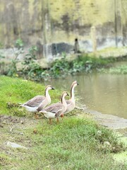 Three domestic geese standing on a grassy pond bank © ----᥅ꪊ ᥴ᥅ꫀꪖꪻ꠸ꪜꫀ----