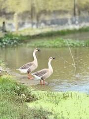 Two chinese geese standing by a pond in the countryside © ----᥅ꪊ ᥴ᥅ꫀꪖꪻ꠸ꪜꫀ----