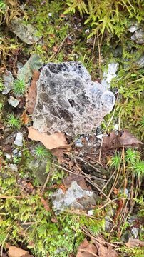 Large translucent sheet of muscovite mica lying on bright green forest moss, its thin layers glowing in the daylight at an old mica mine in the woods.