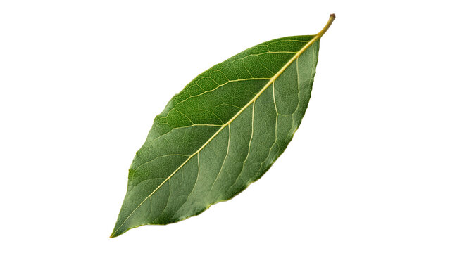 Single fresh organic green bay laurel leaf isolated on transparent background