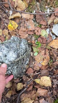 Hand picks up a stone from autumn leaf litter and turns it over, revealing a bright silvery mica surface that flashes in the light, at an old mica mine in the forest.