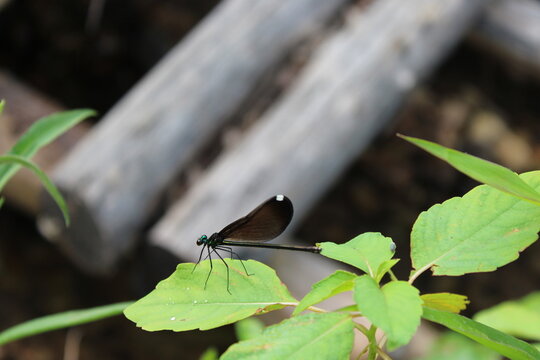 Female ebony jewelwing damselfly resting on a green leaf