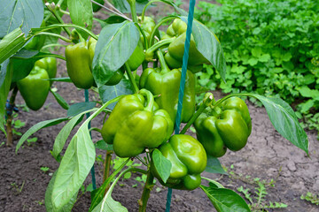Green Bell Peppers Growing on Plant in Garden, organic bell peppers on a plant, Capsicum annuum