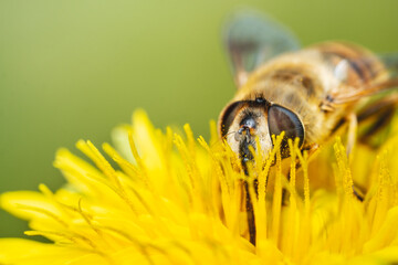 Fly Feeding On A Yellow Dandelion Flower During Pollination © Ridwan