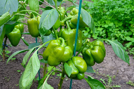 Green Bell Peppers Growing on Plant in Garden, organic bell peppers on a plant, Capsicum annuum