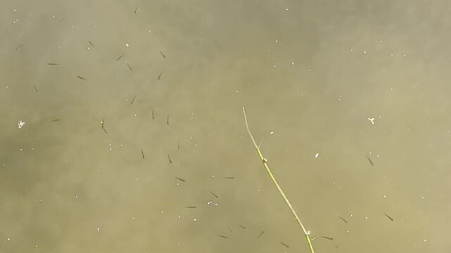 A view from above of murky greenish-brown water dotted with numerous tiny dark fish&mdash;fry or small roach.