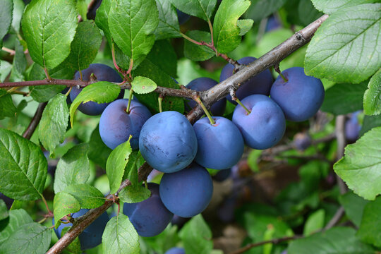 Ripe blue Plums on a Branch in a Garden, Prunus domestica, organic plums close up