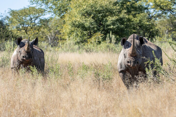Two black rhinoceroses standing in dry savanna grass © EDER
