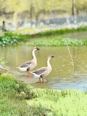 Two chinese geese standing on the edge of a pond © ----᥅ꪊ ᥴ᥅ꫀꪖꪻ꠸ꪜꫀ----