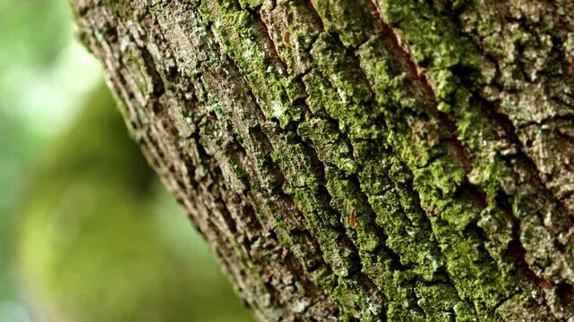 Mossy tree bark texture on a Quercus ilex trunk close-up