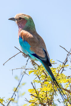 Lilac-breasted roller bird perching on branch in Namibia