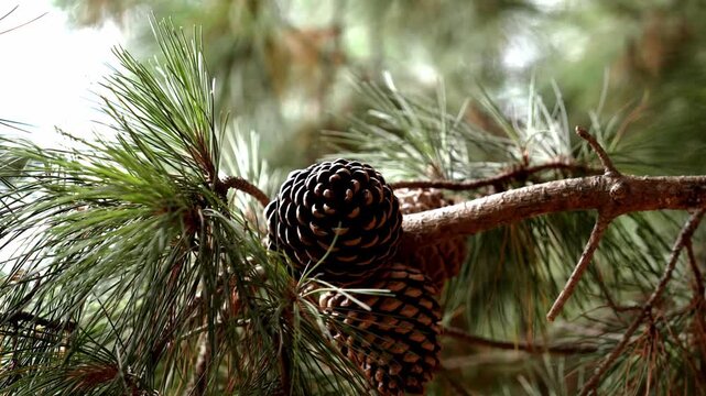Ripe brown pine cones hanging on a conifer tree branch with long green needles. Evergreen vegetation