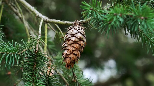 Douglas fir (Pseudotsuga menziesii) evergreen conifer tree branch. Mature brown seed cone amidst green needles