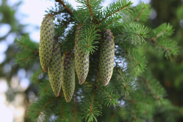 Green fir cones hanging on spruce tree branch close up in forest. Concept for Christmas background, winter holiday, pine tree foliage, nature wallpaper, and botanical photo © Mariia